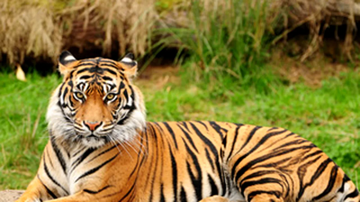 Ingrijitorul vinovat de evadarea tigrului de la Zoo din Sibiu a fost concediat!