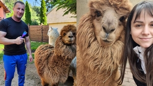 Marian Godină, acuzat de abandon. Ce ar fi făcut cu cele două alpaca pe care le creștea