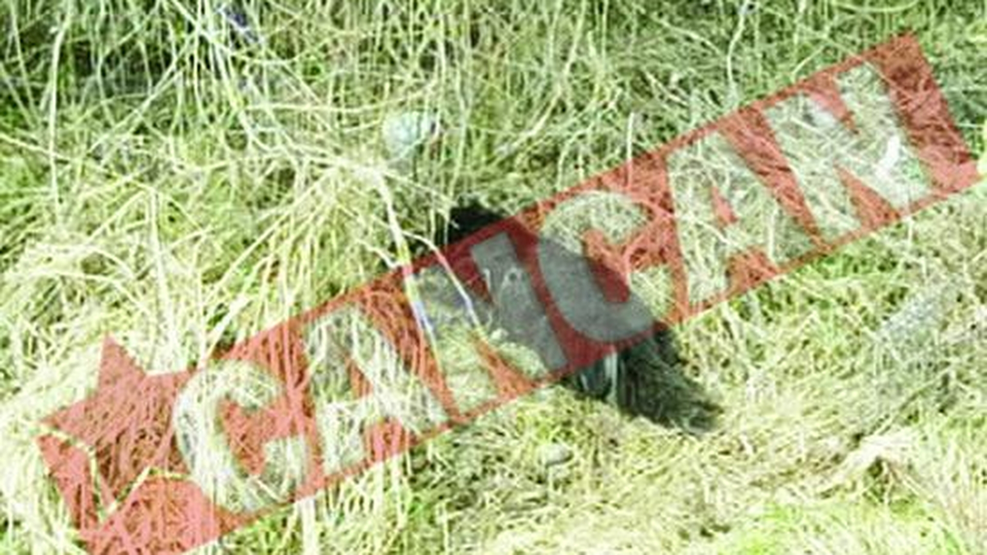 Lagar de exterminare a cainilor comunitari in Radauti