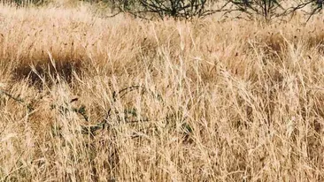 Iluzie optică virală | Ce animal se ascunde în această imagine?