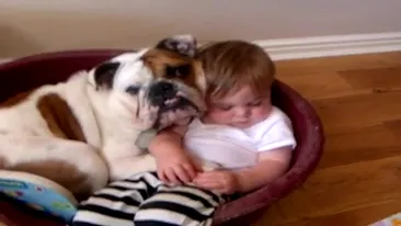 Incredibil de emotionant! Un bulldog tine in brate un copil in timp ce doarme - Imagini de pus pe Wall