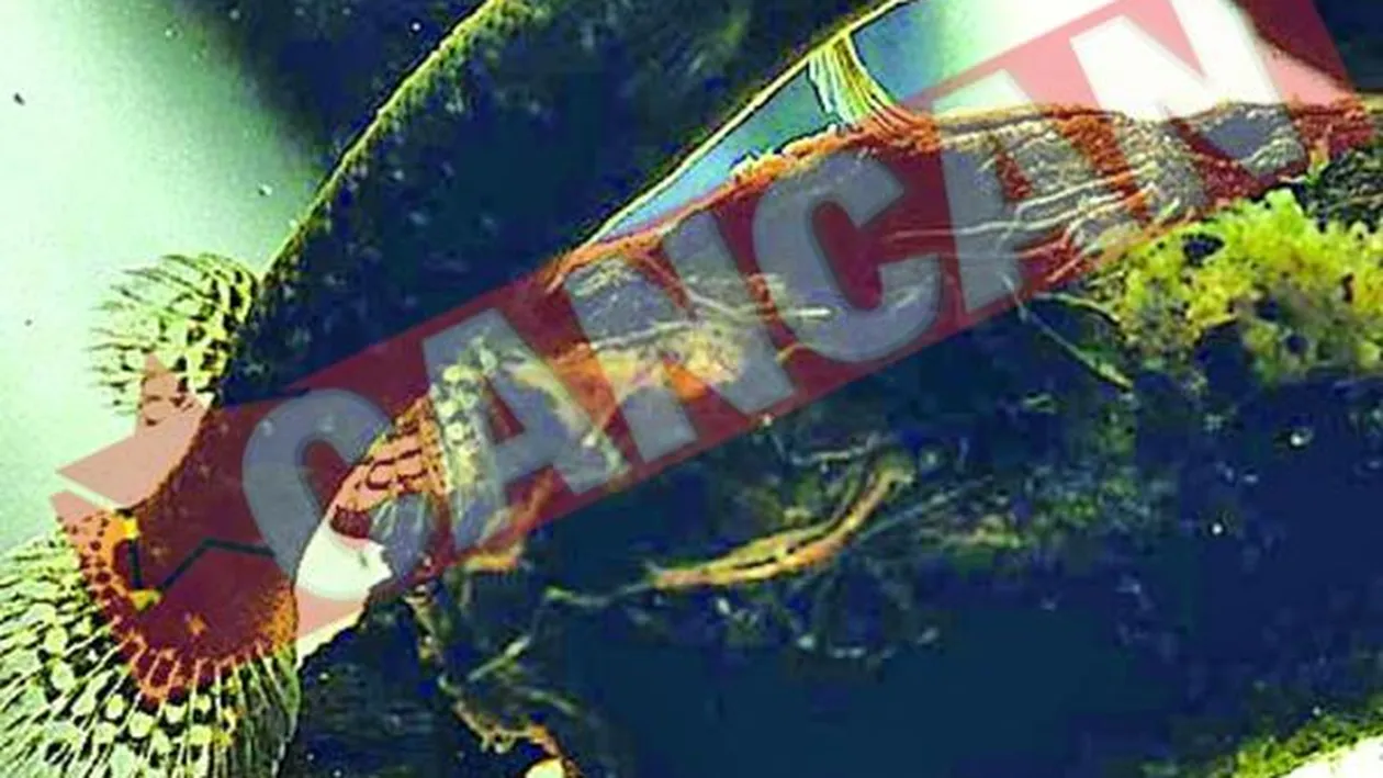 Pestele care traieste in copaci