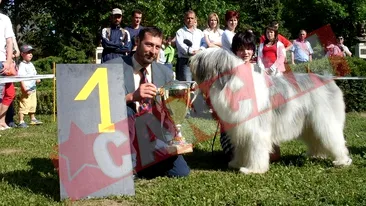 El e cel mai frumos caine din Romania