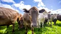 Țara din Europa care va impozita fermierii pentru gazele cu efect de seră emise de animale