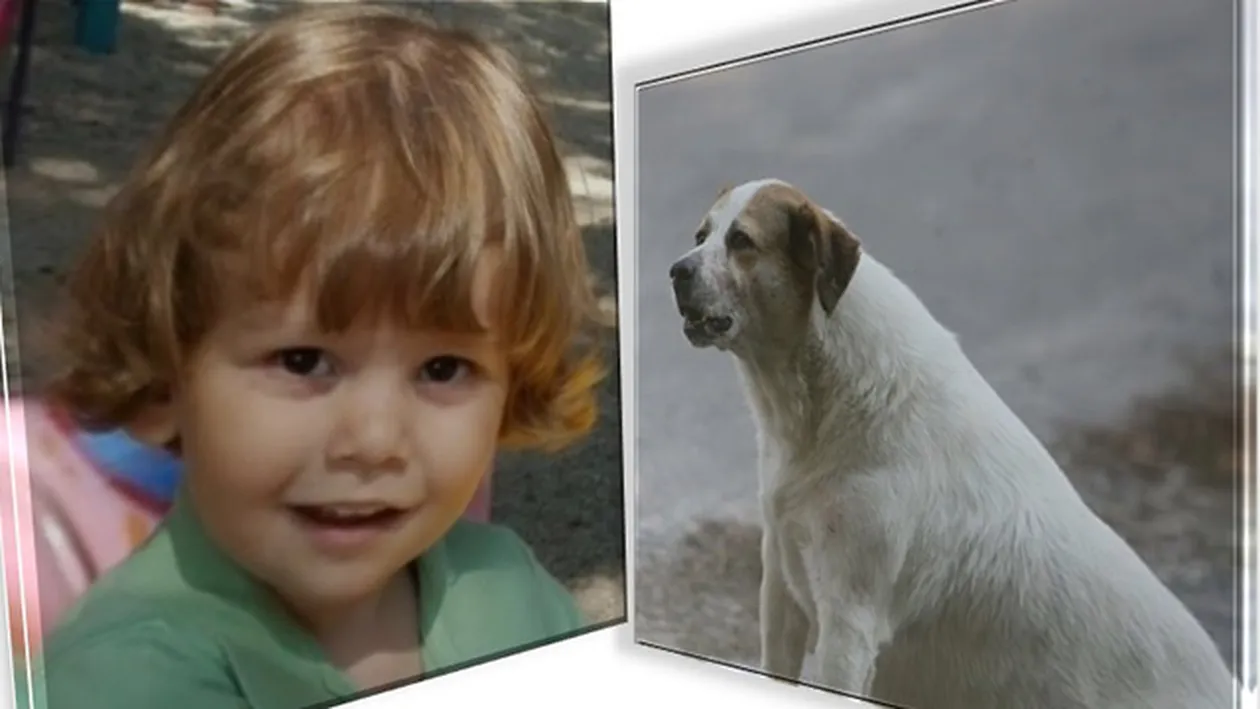 Mama copilului sfâşiat de câini este disperată! Parcă a primit un cuţit în inimă! Află decizia procurorilor