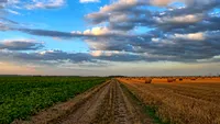 Fructul cu care au dat lovitura agricultorii români. Câștigă o avere cu doar un hectar cultivat