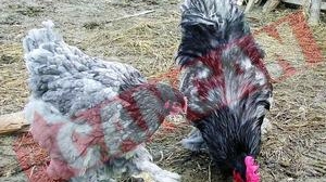 Fantasticul blestem al gainilor furate