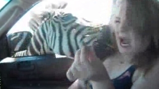 VIDEO Socant! O zebra s-a repezit la gatul unei fete care vroia sa o hraneasca si a muscat-o violent!
