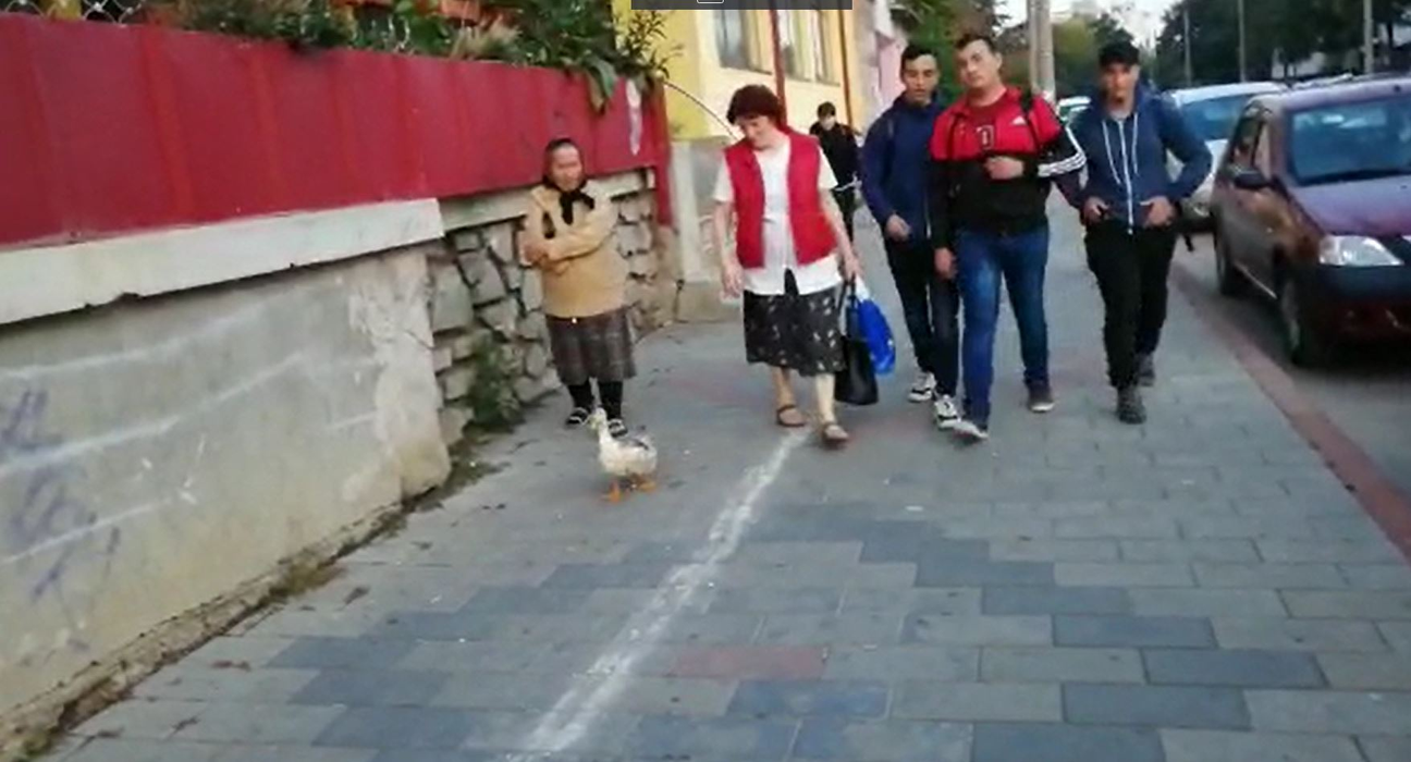 Fabulos! O bătrână din Botoșani a ieșit cu o rață la plimbare prin oraș. Cum a reușit să scape fără să fie amendată de polițiștii care au verificat-o