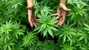 Poliţiştii au găsit sute de plante de cannabis într-un solar din Vâlcea