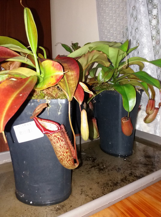 Două dintre favoritele lui Adrian: Nepenthes Miranda şi Nepenthes Bloody Mary