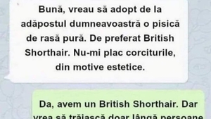 BANCUL ZILEI | "Vreau să adopt o pisică de rasă pură"