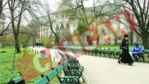 Platanii din Cismigiu si Herastrau intra in categoria arborilor periculosi