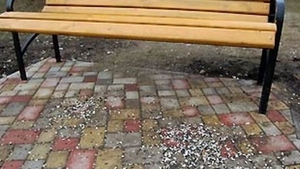 Ce amendă a primit un tânăr din Arad pentru că a scuipat semințe pe jos