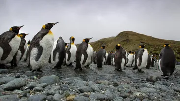Dispar pinguinii imperiali? Avertismentul alarmant al experților: Antarctica se schimbă dramatic