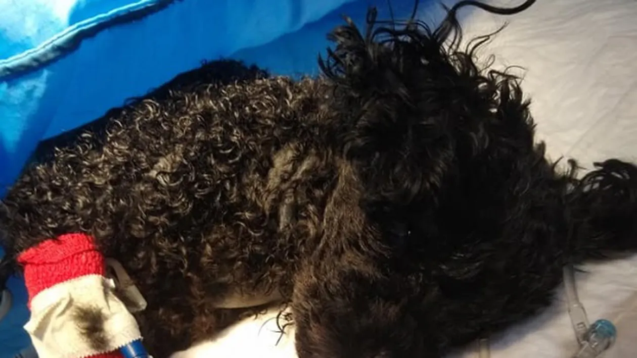 Un câine de numai două kilograme și-a salvat familia de la moarte. Ce a făcut patrupedul