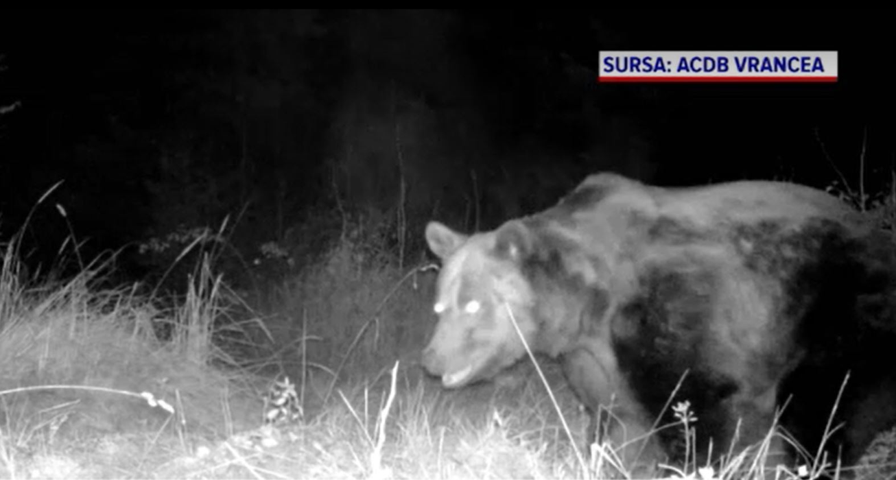 Noi informații în cazul uciderii ursului Arthur. Blana animalului, identificată într-o tăbăcărie din Târgu Secuiesc