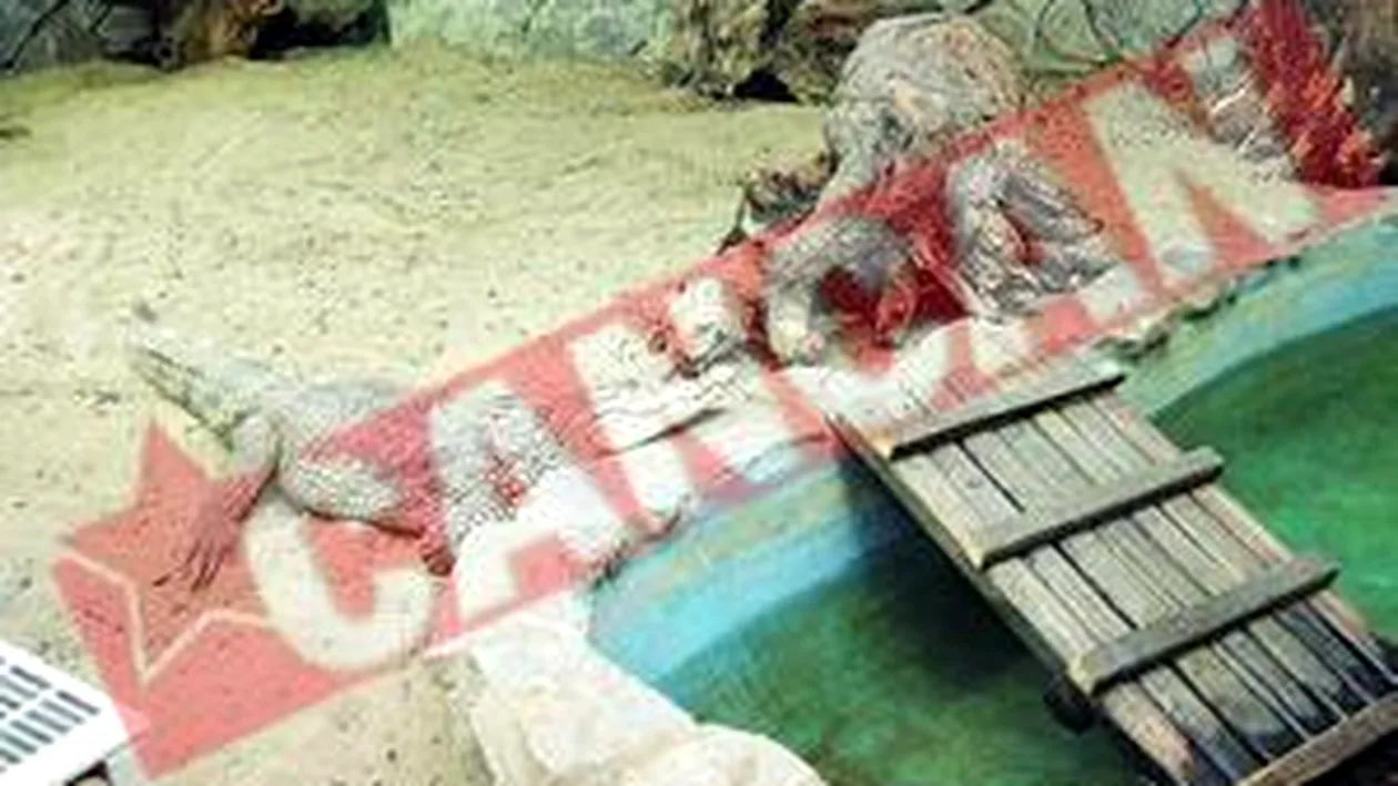 Crocodilii de la Zoo, incalziti cu centrala termica