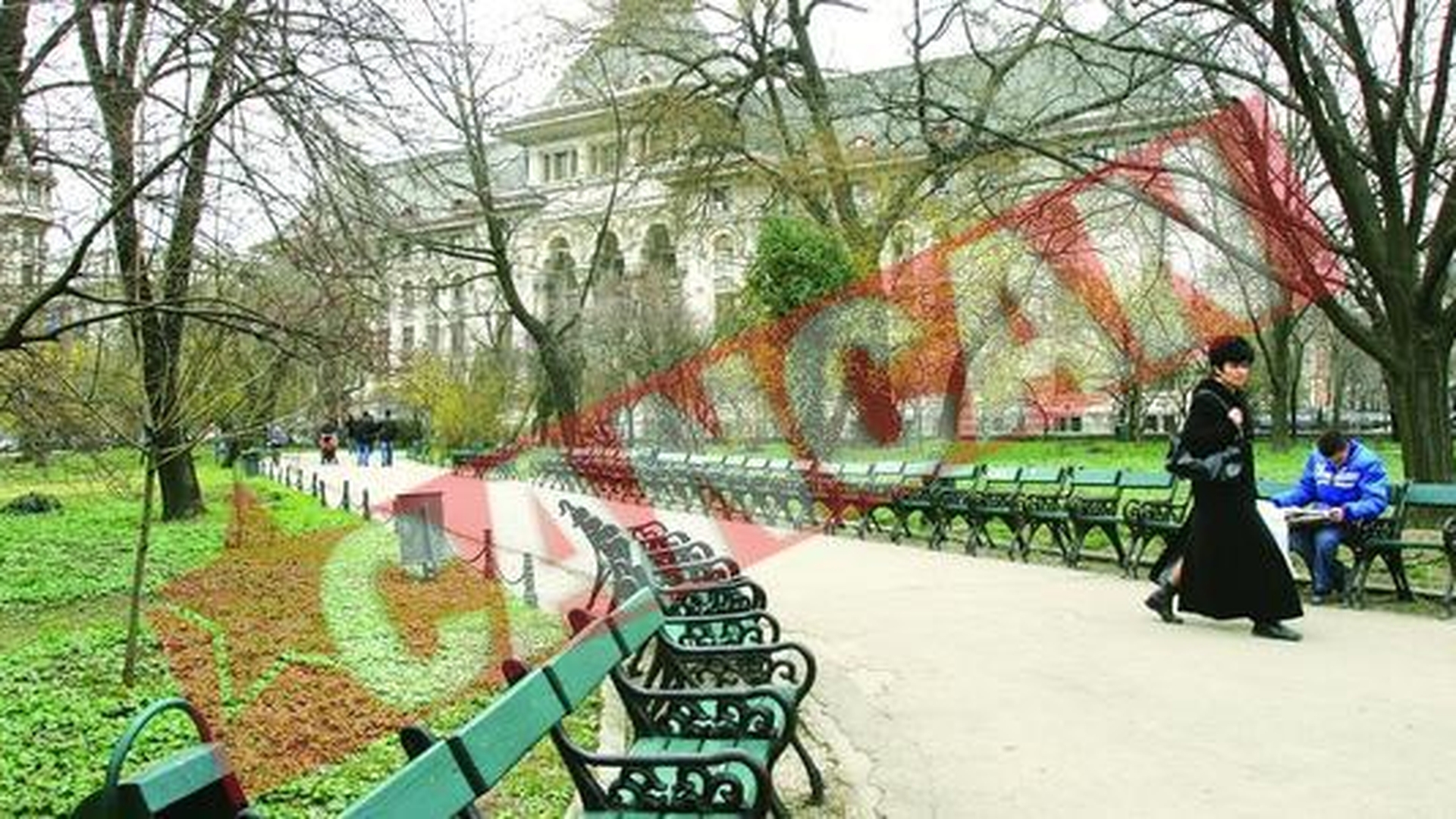 Platanii din Cismigiu si Herastrau intra in categoria arborilor periculosi
