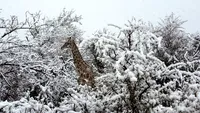 Clima o ia razna! A nins în Africa de Sud! Primele imagini cu animalele suprinse de zăpadă (video + foto)