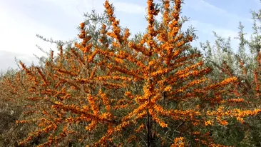 Fructul care se vinde cu 35 lei/kg în vara lui 2025. Este poreclit „ginsengul românesc”