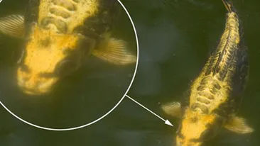 INCREDIBIL! Un crap a capatat trasaturi omenesti. Are nas, ochi si gura de om