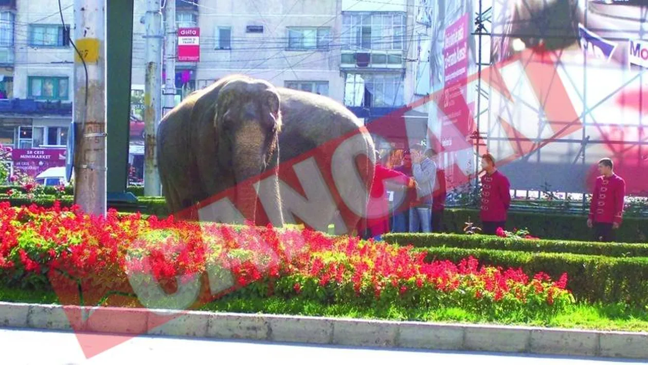 Parada elefantilor, la Iasi