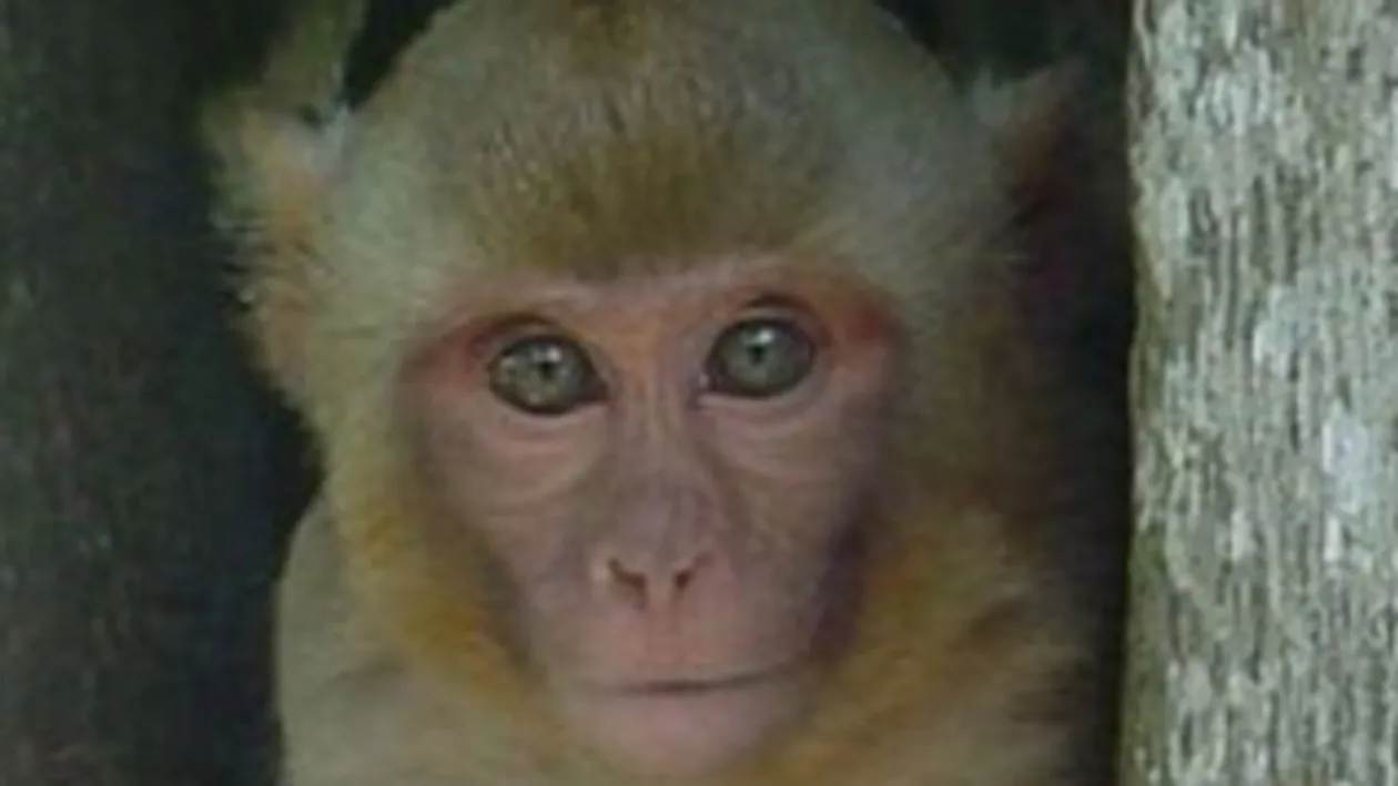 O maimuta a devenit oficial politist, in Thailanda