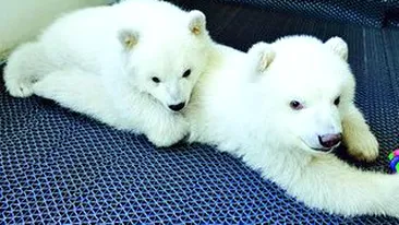 Ei sunt ursii polari gemeni