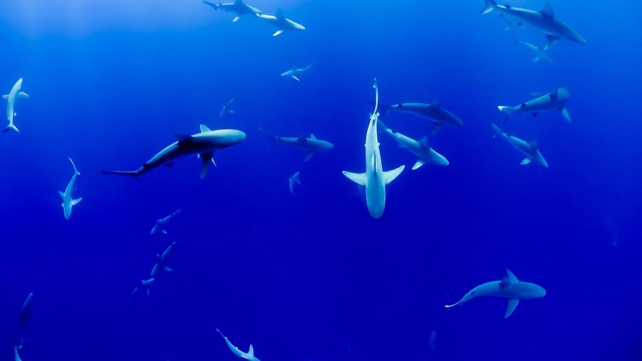 Animalul pe care poți să-l usuci, înfometezi, îngheți, arzi, iradiezi, otrăvești, dar nu moare