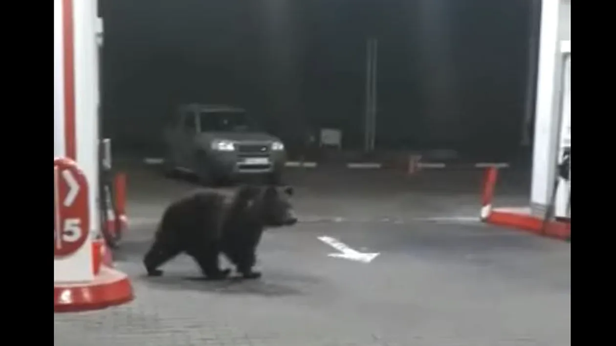 Haos în benzinăria de la Azuga! Doi urși se plimbă printre pompe! Oamenii s-au refugiat în stația peco VIDEO