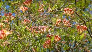 Iluzie optică de Valentine's Day | Unde se ascunde fluturele în această imagine? Geniile îl descoperă în 7 secunde