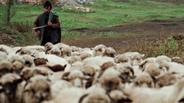 Doi olandezi au renuntat la viata lor pentru a deveni fermieri in Romania!