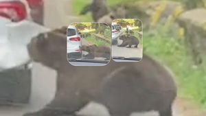Un clujean a trăit spaima vieții, pe Transfăgărășan! O ursoaică i-a smuls bara mașinii