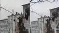 Șase bărbați și un minor din Baia Mare au tăiat și pârlit un porc pe acoperișul unui bloc. Aceștia au fost amendați