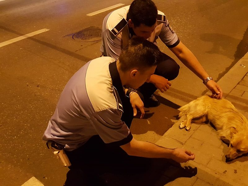 Intervenția polițiștilor i-a salvat viața câinelui