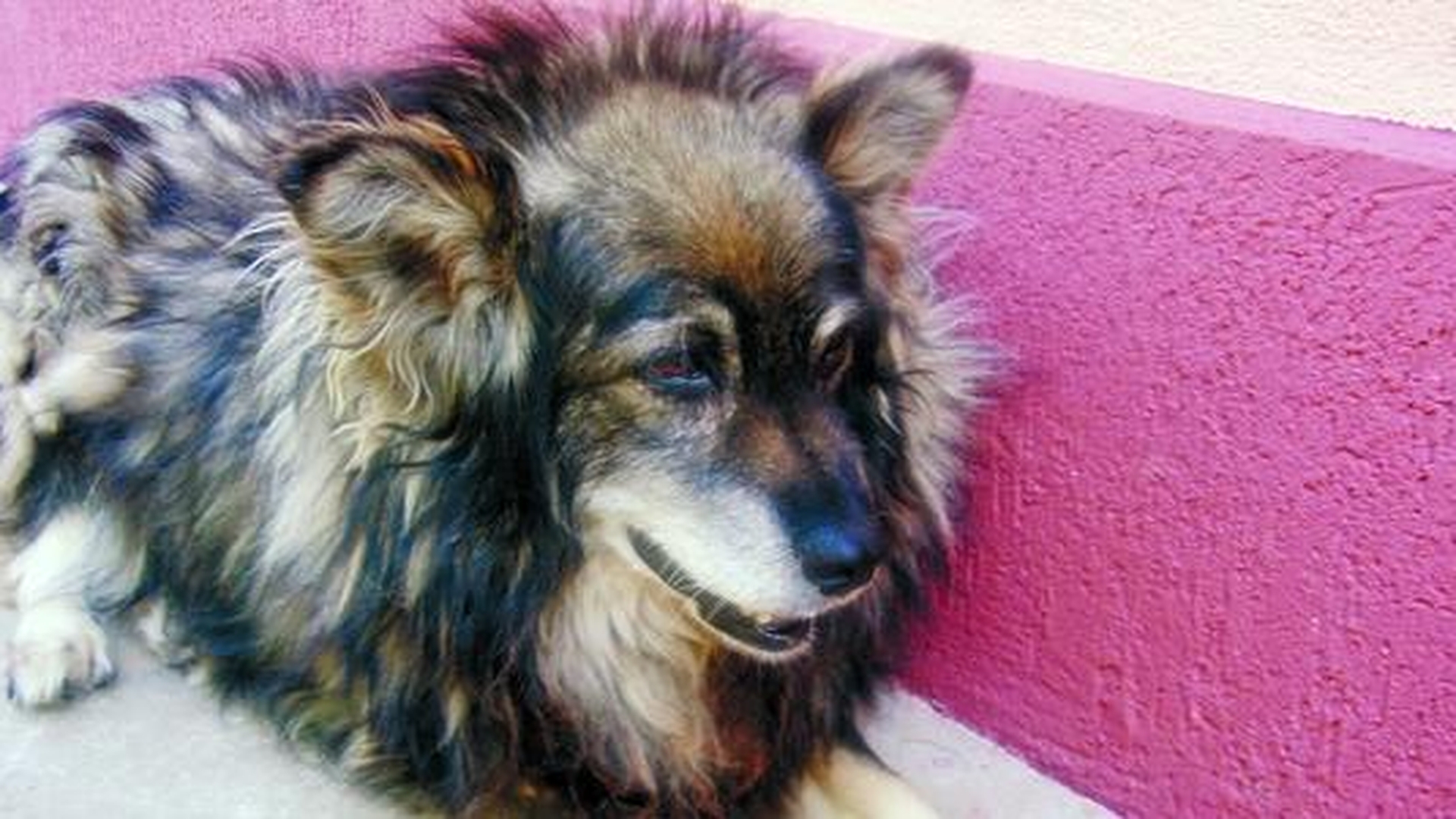 Blanco, un ingeras de catel