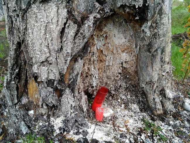 Ce a apărut la locul unde a murit Dan Condrea! Mesaje oculte şi obiecte religioase asezate pe copac