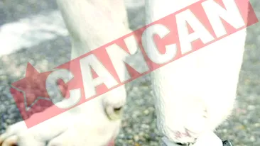 Cainele cu un picior bionic