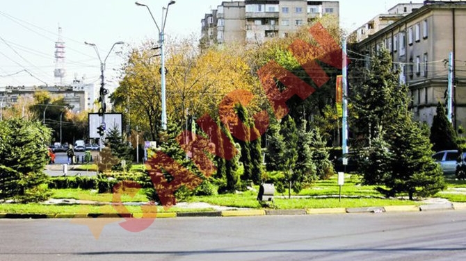 Palmierii lui Piedone au fost inlocuiti cu brazi