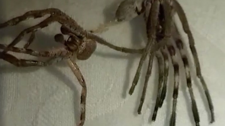 VIDEO / O filmare a şocat milioane de oameni! În imagini apare “o insectă-extraterestră” care are multe picioare