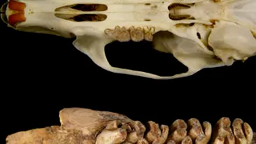 Scheletul unui sobolan de sase kilograme, gasit in Timorul de Est