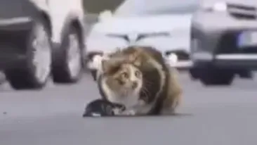 Această pisica şi-a protejat puiul chiar în mijlocul unei autostrăzi aglomerate! Imaginile incredibile au ajuns virale rapid