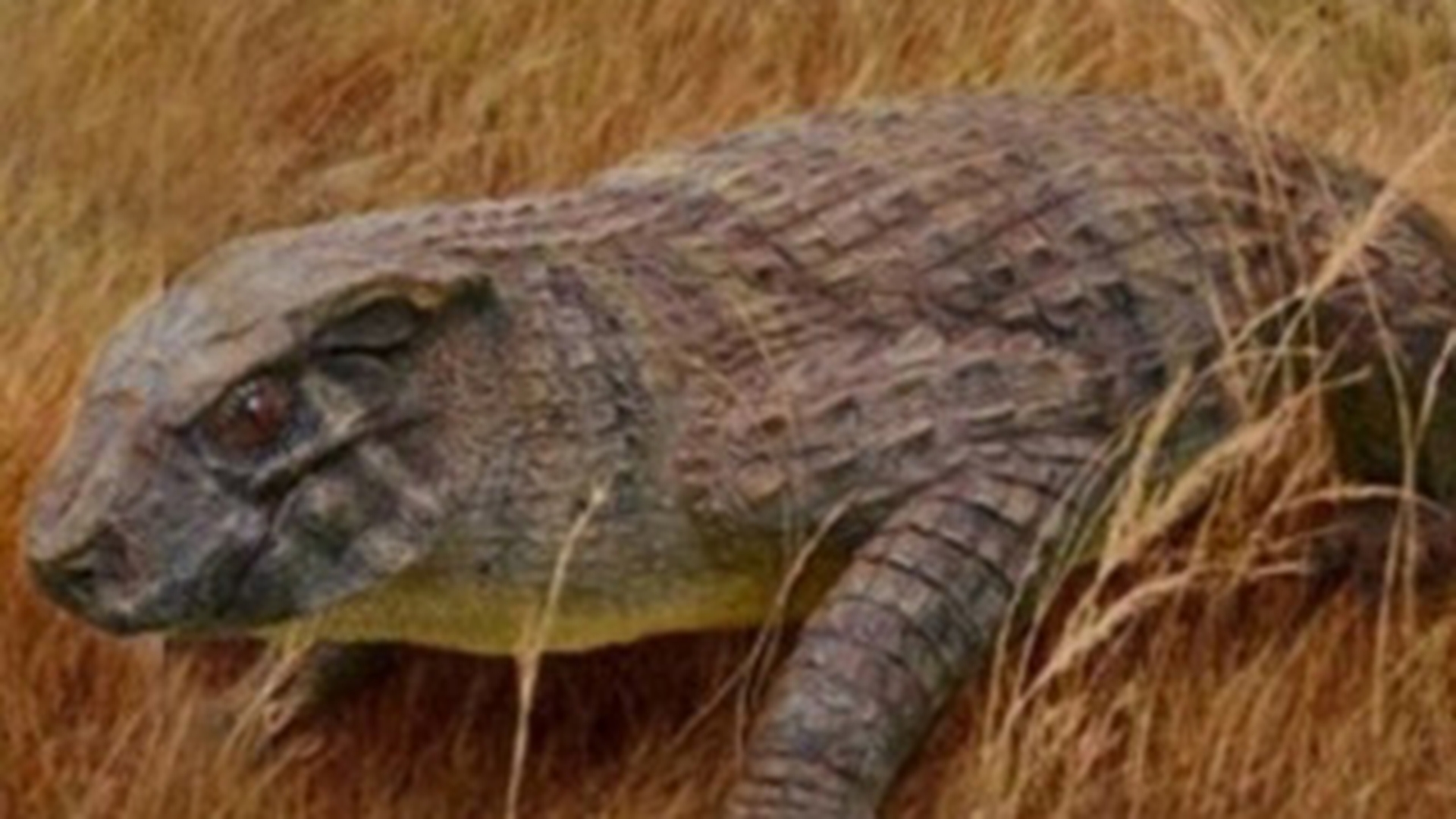 Vezi aici cum arata crocodilul cu nas de porc!