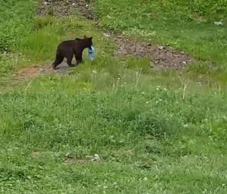 Un urs a fost surprins în timp căra ce saci de gunoi spre pădure, în Prahova