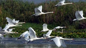 Vanatoarea in Delta Dunarii va fi interzisa, exceptie facand animalele daunatoare