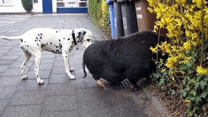 A gasit un porc pe strada