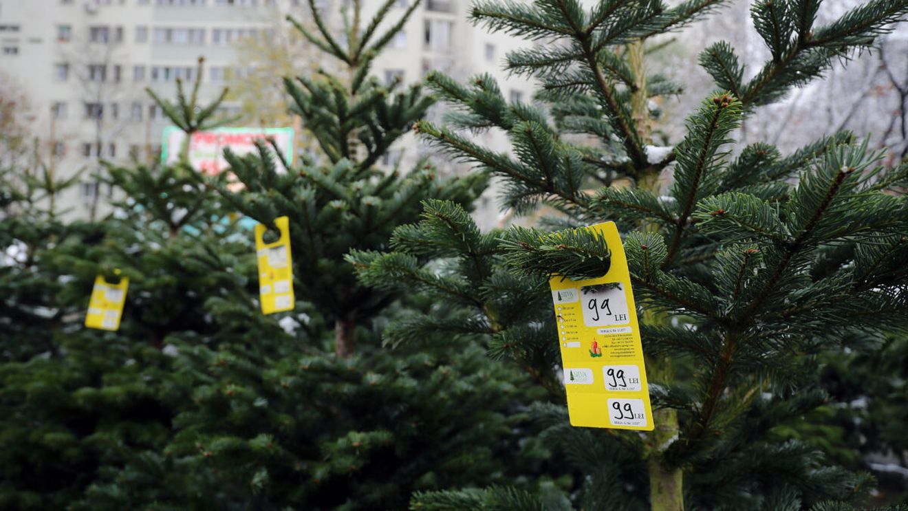 Cât costă un brad scos la vânzare de Romsilva la finalul lui noiembrie 2025. Preț surpriză pentru unul de 2-3 metri