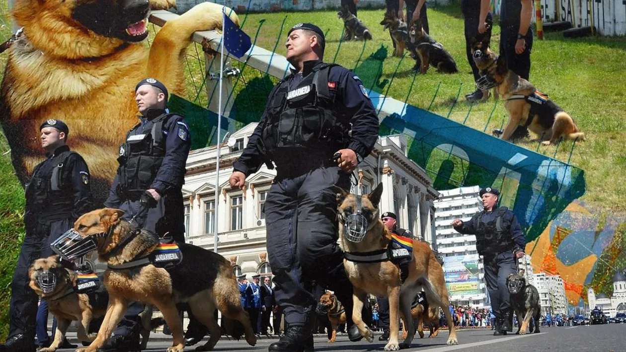 Ei sunt cei mai buni camarazi ai jandarmilor din Bacău. Șase ciobănești germani se antrenează ca în filme