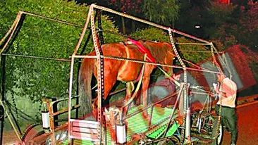 Circula cu cal-mobilul